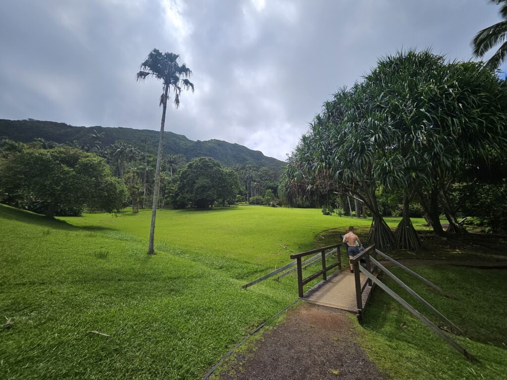 a green image showing the beauty of exploring Lyon Arboretum with family
