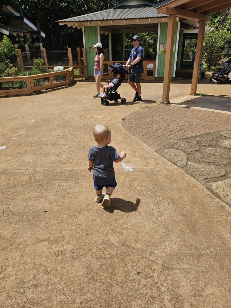 a toddler walks around the keiki zoo in Honolulu, proving it as a good family activity